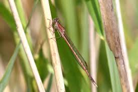 Attēlu rezultāti vaicājumam “Sympecma paedisca”