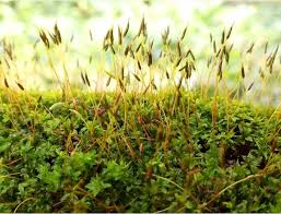 Attēlu rezultāti vaicājumam “Neckera crispa sporophyte”