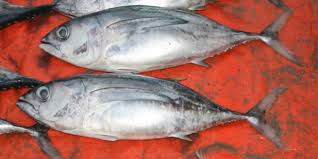 Image result for Thunnus obesus