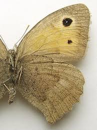 Attēlu rezultāti vaicājumam “Hyponephele lycaon male”