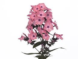Image result for Phlox paniculata `Sweet Summer`