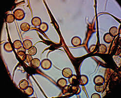 Attēlu rezultāti vaicājumam “Symphytocarpus flaccidus”