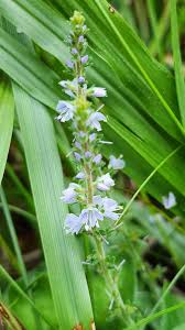 Attēlu rezultāti vaicājumam “Veronica officinalis leaf”
