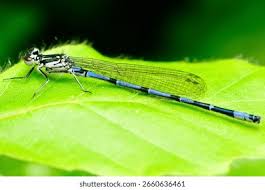 Attēlu rezultāti vaicājumam “Coenagrion pulchellum”