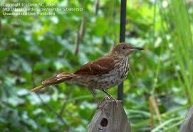 Image result for Toxostoma rufum