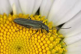 Attēlu rezultāti vaicājumam “Oedemera sp.”