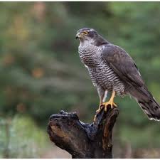 Attēlu rezultāti vaicājumam “Accipiter gentilis adult”