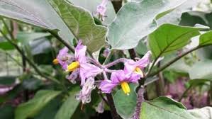 Afbeeldingsresultaat voor slim jim eggplant