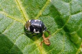 Attēlu rezultāti vaicājumam “Tritomegas bicolor nymph”