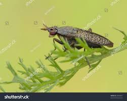 Attēlu rezultāti vaicājumam “Coremacera marginata”