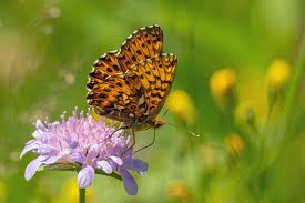 Attēlu rezultāti vaicājumam “Boloria titania”