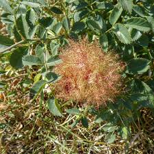 Attēlu rezultāti vaicājumam “Diplolepis rosae”