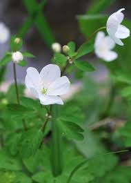 Attēlu rezultāti vaicājumam “Isopyrum thalictroides flower”