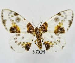 Attēlu rezultāti vaicājumam “Abraxas sylvata”