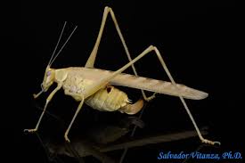 Attēlu rezultāti vaicājumam “Comatricha elegans stalked”