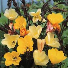Image result for Oenothera odorata
