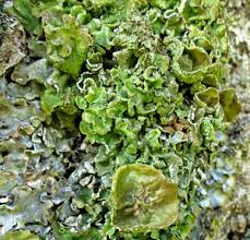 Attēlu rezultāti vaicājumam “Pleurosticta acetabulum”