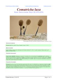 Attēlu rezultāti vaicājumam “Comatricha laxa”