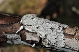 Attēlu rezultāti vaicājumam “Acronicta leporina”