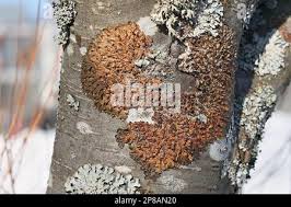 Attēlu rezultāti vaicājumam “Melanohalea olivacea”