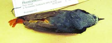 Attēlu rezultāti vaicājumam “Phoenicurus ochruros”