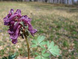 Attēlu rezultāti vaicājumam “Corydalis cava flower”