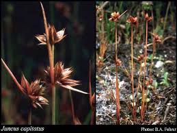Attēlu rezultāti vaicājumam “Juncus capitatus”