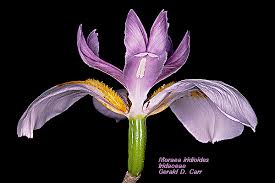 Attēlu rezultāti vaicājumam “Iridaceae”