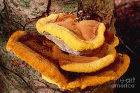 Attēlu rezultāti vaicājumam “Phaeolus schweinitzii”