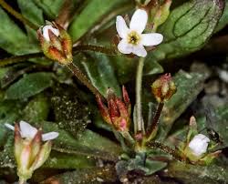 Attēlu rezultāti vaicājumam “Androsace septentrionalis”