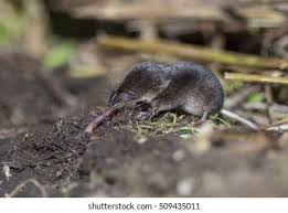 Attēlu rezultāti vaicājumam “Sorex araneus”