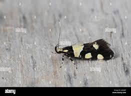 Attēlu rezultāti vaicājumam “Oecophoridae”