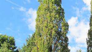 Attēlu rezultāti vaicājumam “Quercus robur Fastigiata”