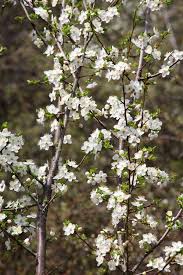 Attēlu rezultāti vaicājumam “Prunus cerasifera var. divaricata”