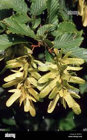Attēlu rezultāti vaicājumam “Carpinus betulus fruit”