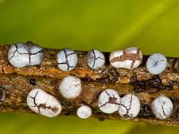 Attēlu rezultāti vaicājumam “Diderma effusum macro”