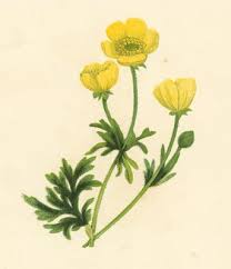 Attēlu rezultāti vaicājumam “Ranunculus bulbosus”