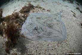 Image result for Raja radula