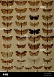 Attēlu rezultāti vaicājumam “Crambus heringiellus”