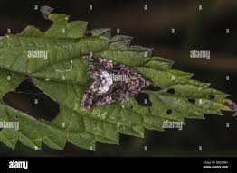 Attēlu rezultāti vaicājumam “Protodeltote pygarga”