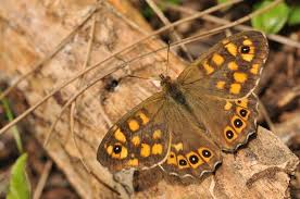 Attēlu rezultāti vaicājumam “Pararge aegeria upperside”