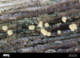 Attēlu rezultāti vaicājumam “Arcyria globosa”