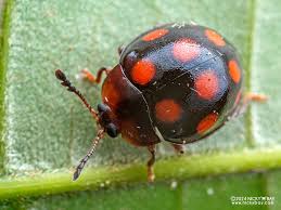 Attēlu rezultāti vaicājumam “Endomychidae”