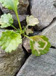 Attēlu rezultāti vaicājumam “Leucanthemum vulgare leaf”