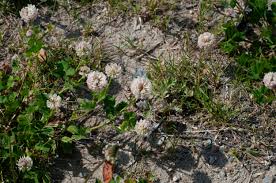 Attēlu rezultāti vaicājumam “Trifolium hybridum flower”