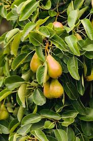 Attēlu rezultāti vaicājumam “Pyrus communis fruit”