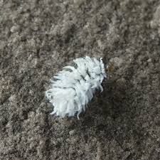 Attēlu rezultāti vaicājumam “Calvia decemguttata larva”