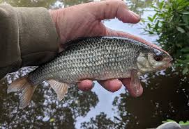 Image result for Bay Malton Angling Club