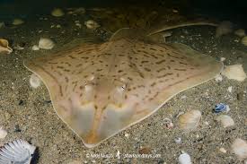 Image result for Rostroraja eglanteria