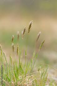 Attēlu rezultāti vaicājumam “Anthoxanthum odoratum flower”